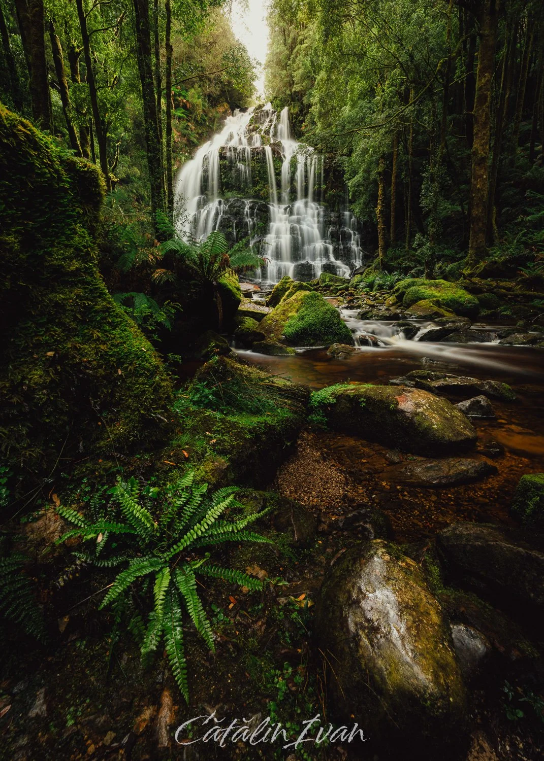 #4 - Tasmania Waterfall (Website).jpg