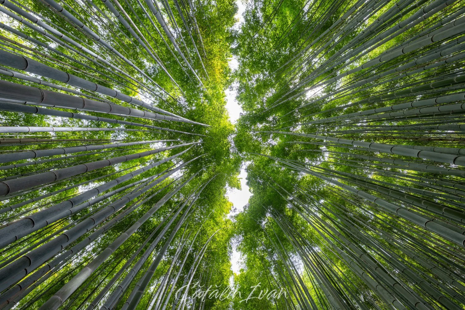Bamboo Forrest (Website).jpg