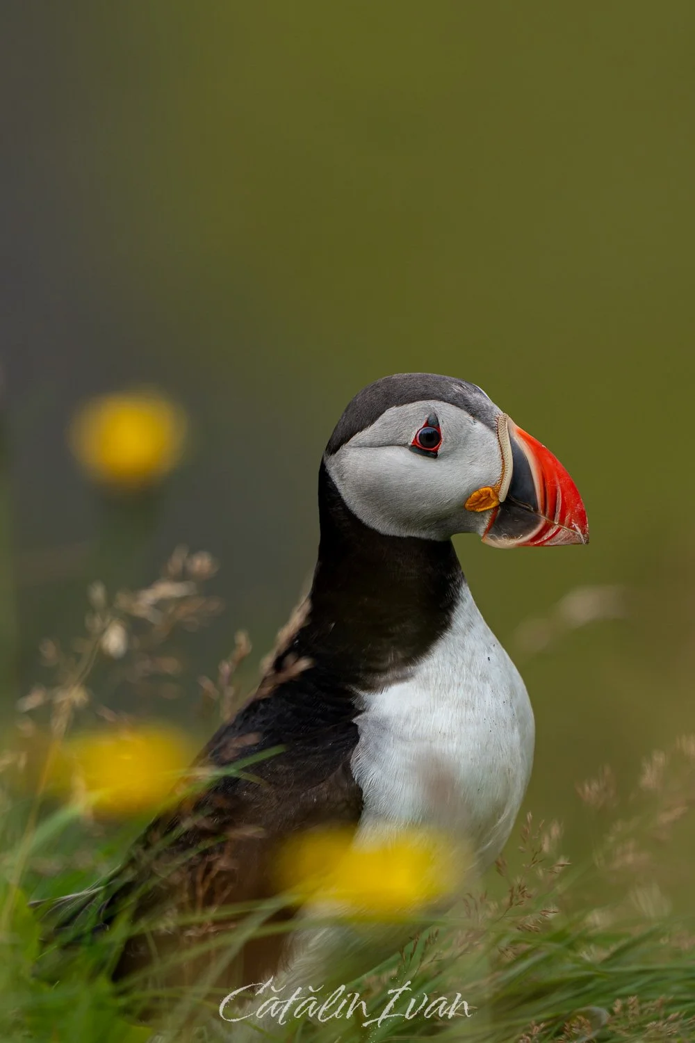 #14 - Lonely Puffin (Website).jpg