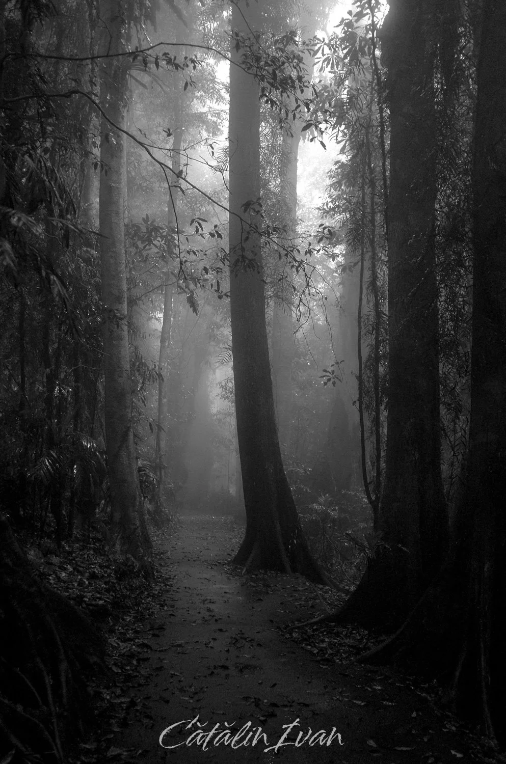 Early Morning (Website).jpg