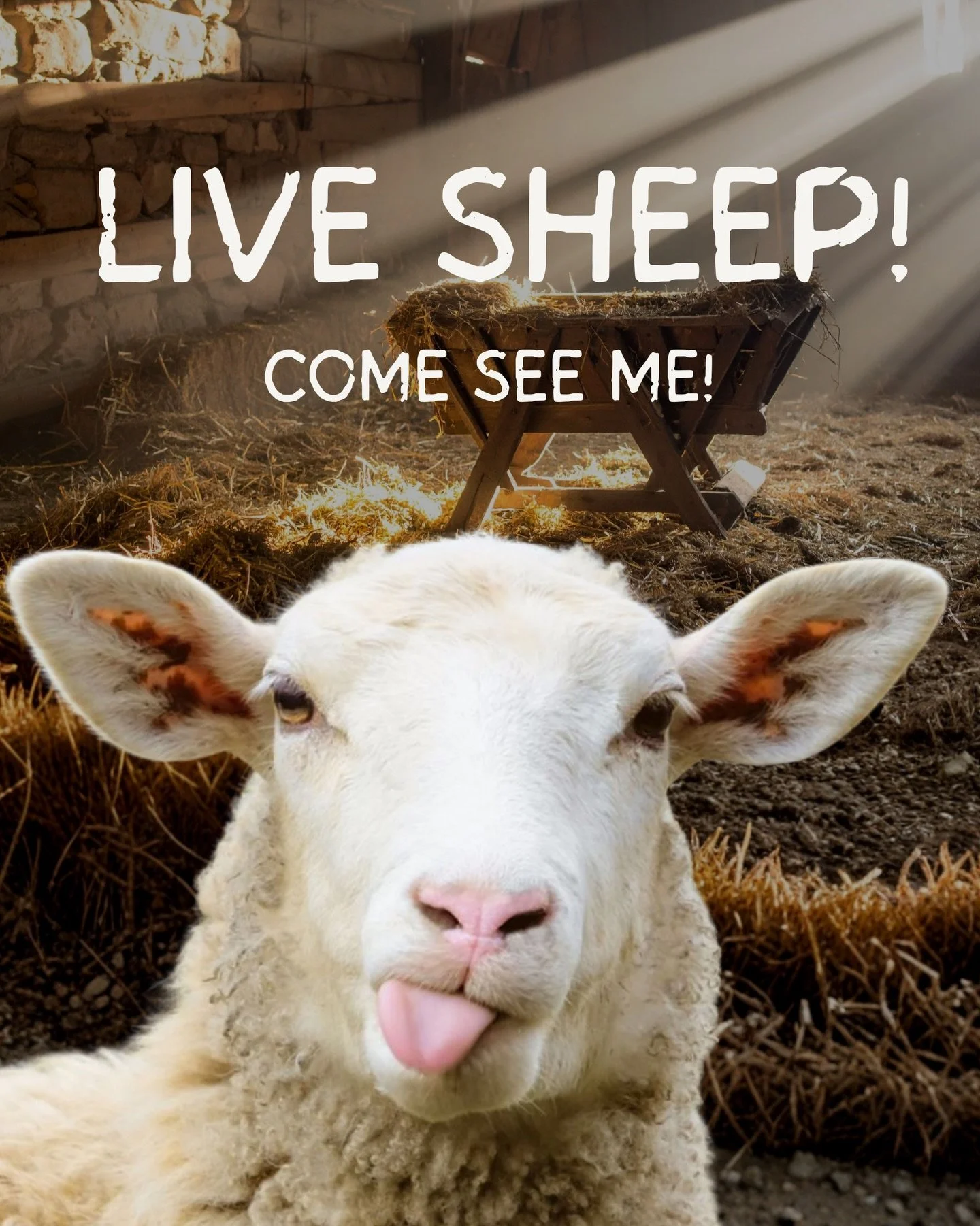 🐑 LIVE SHEEP PETTING!
This Saturday (12/20), we&rsquo;re celebrating Christmas a little early at the GO Center by welcoming some sweet, woolly friends! Stop by to spend time with the sheep, enjoy the joyful and warm atmosphere, and celebrate the hea