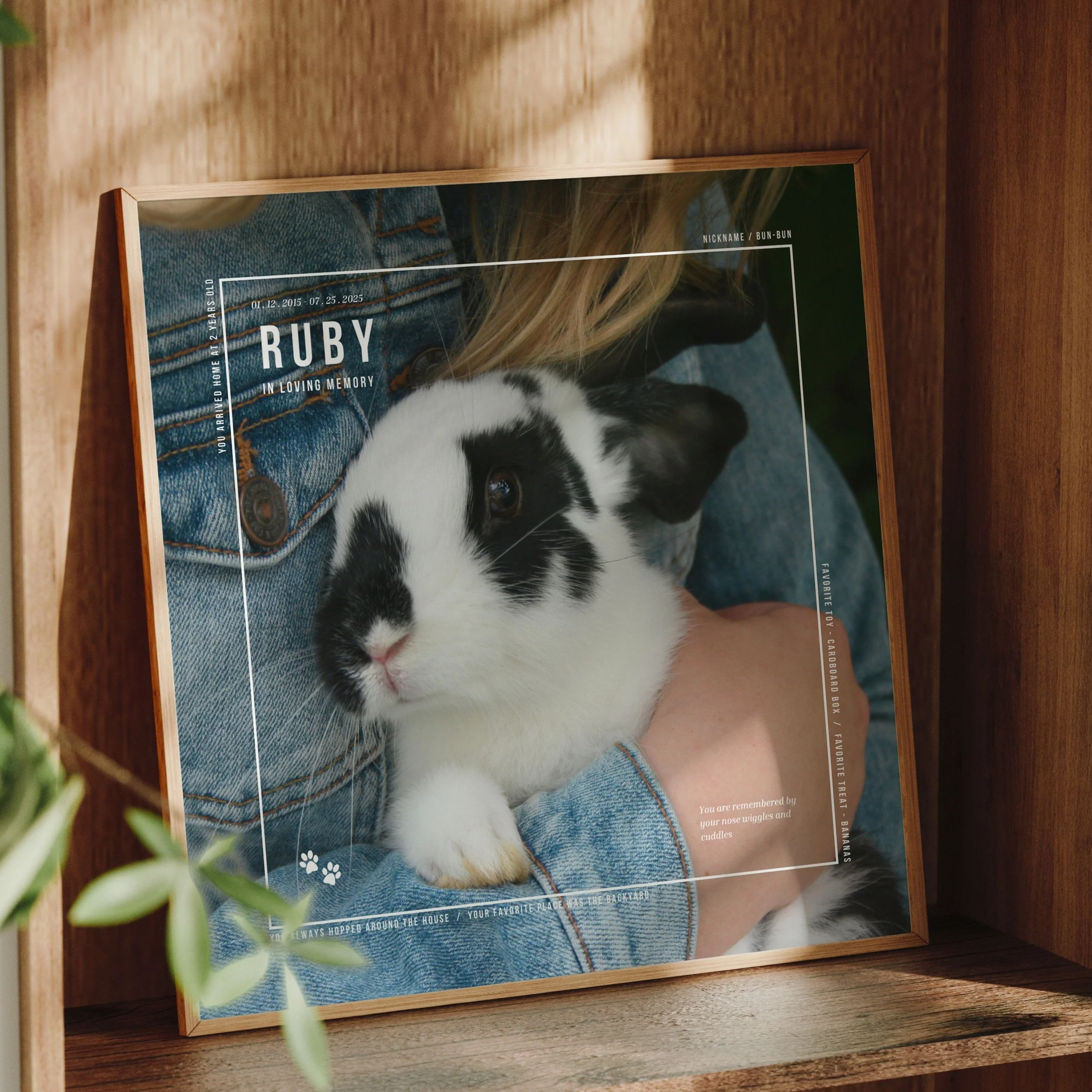 pet (2).jpg
