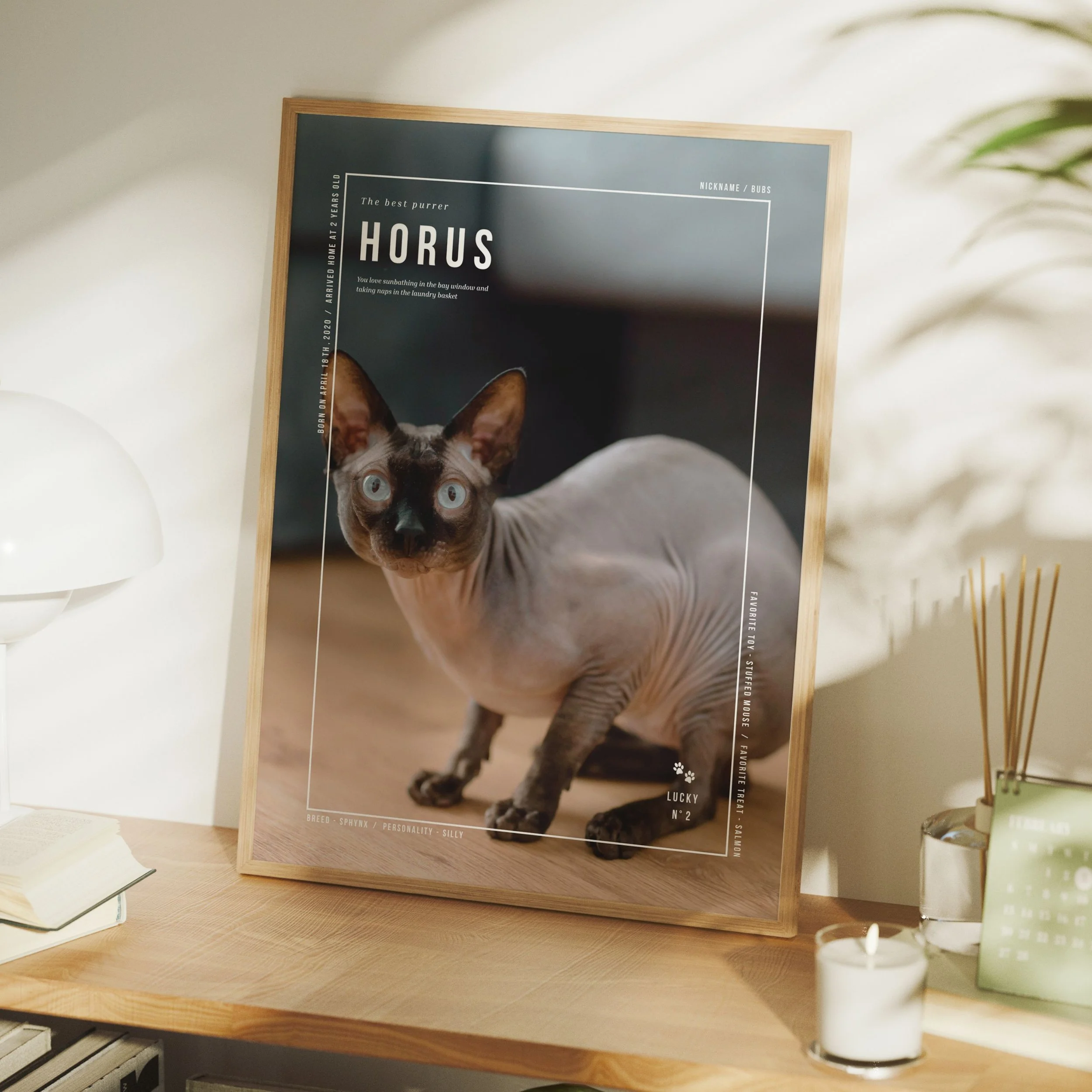 pet (3).jpg