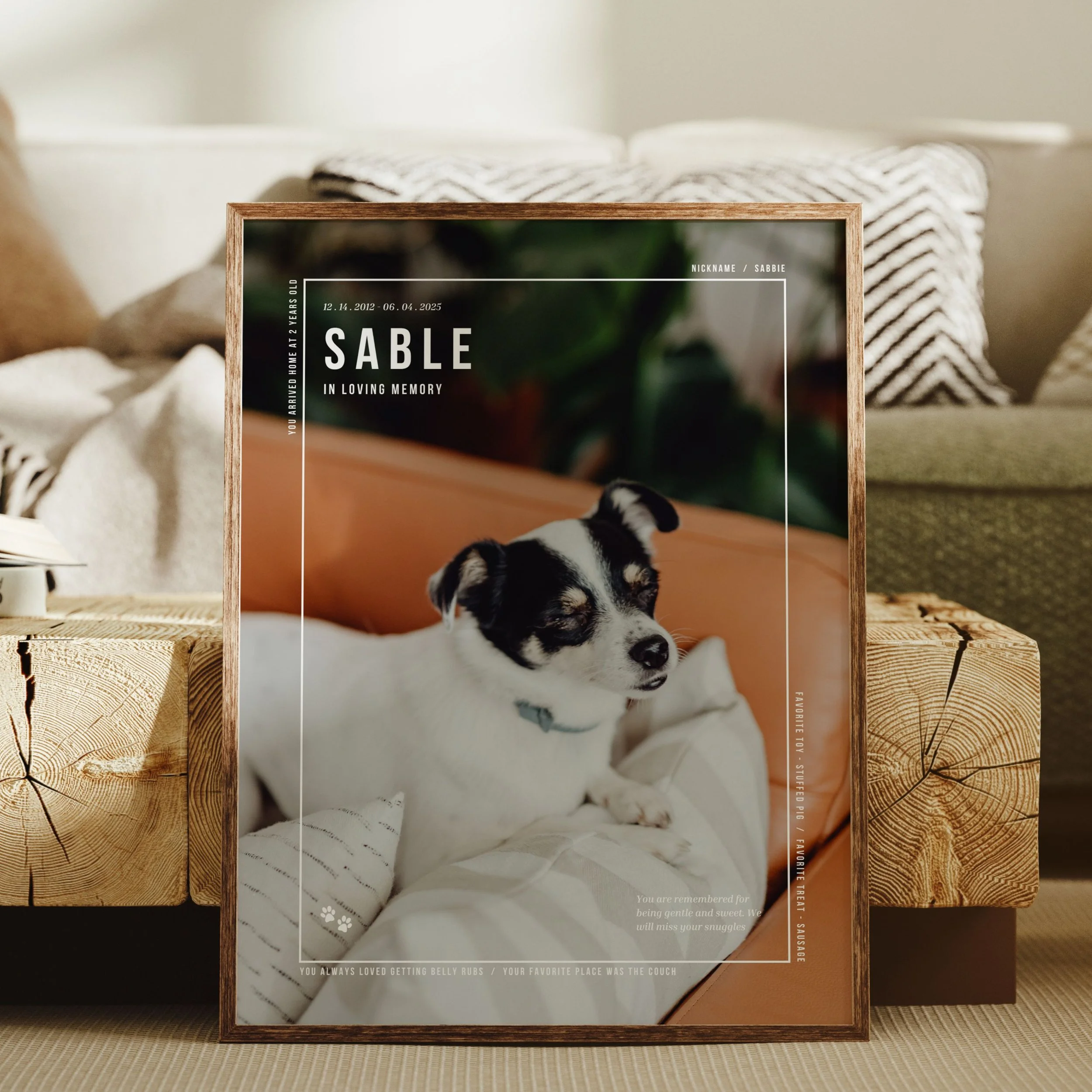 pet (2).jpg