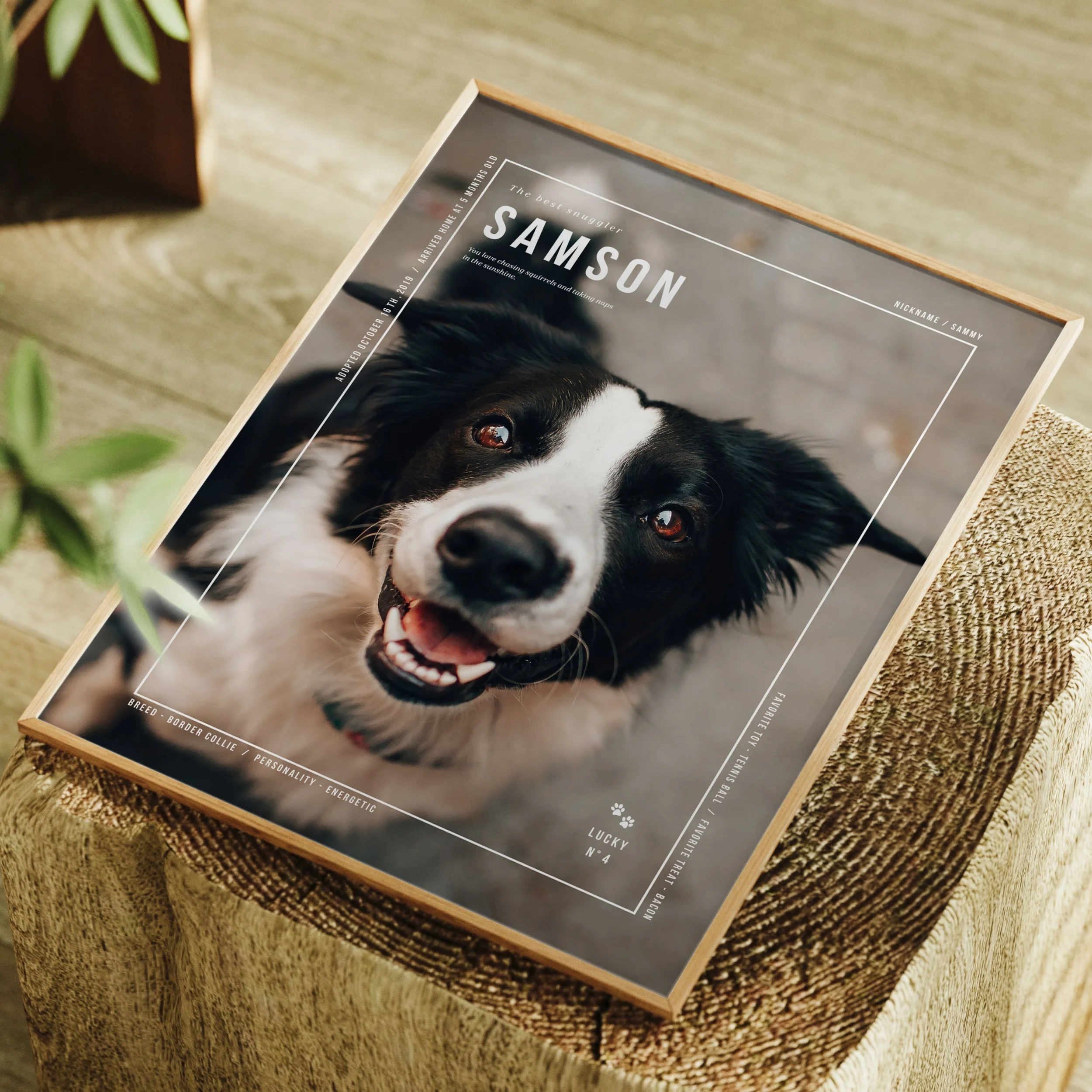 pet (2).jpg