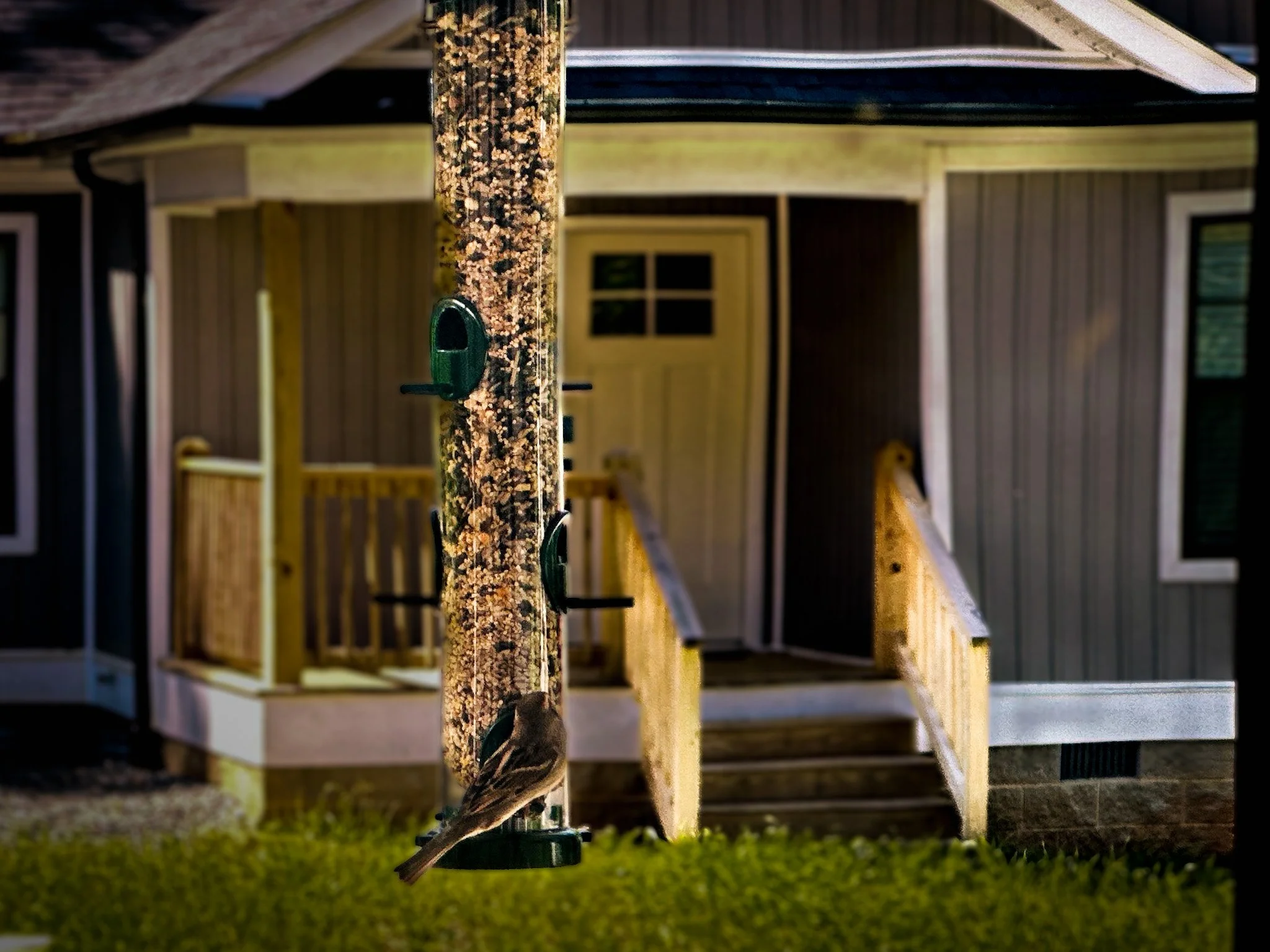 A Porch, a Book, and a Hostile Aviary