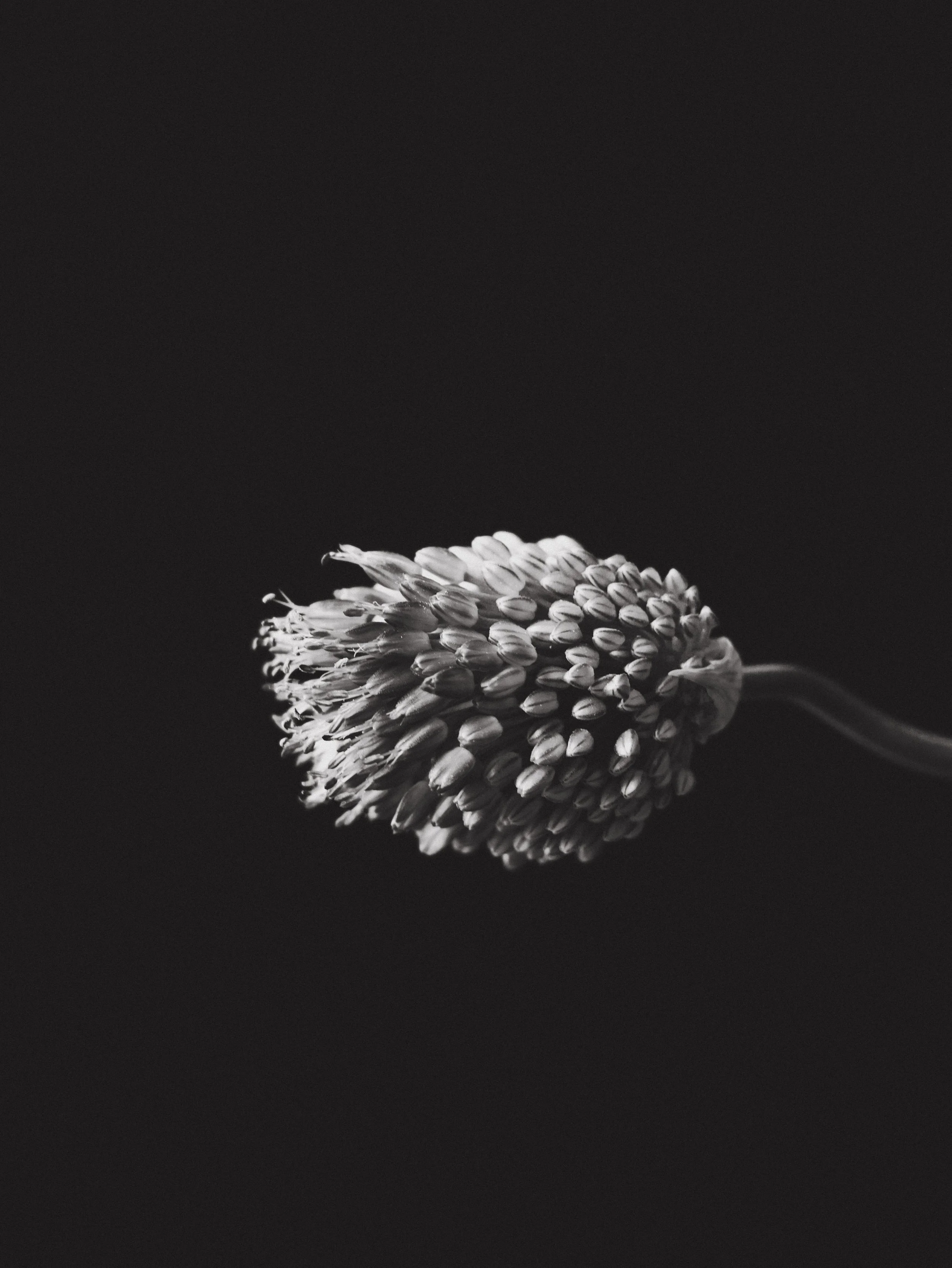 Pom Earrings