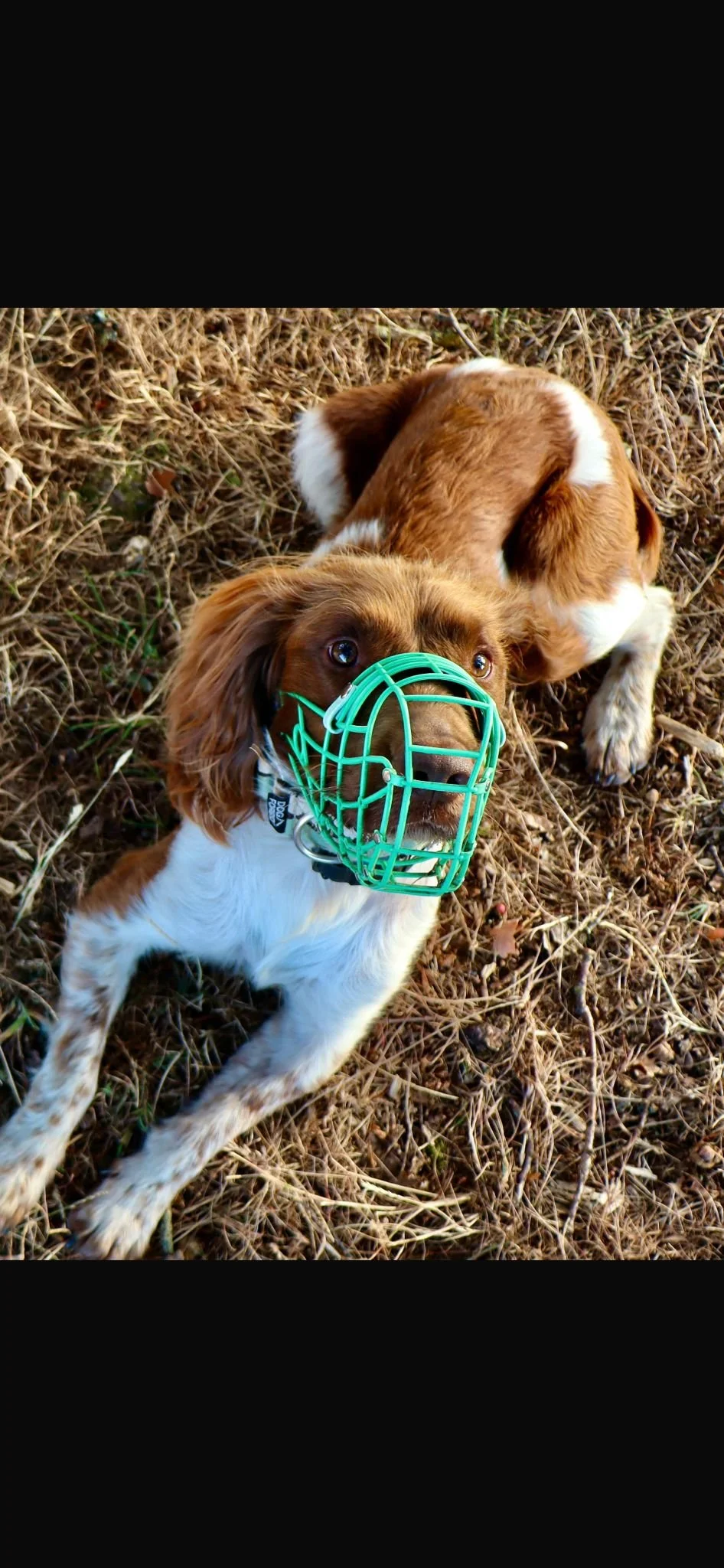 A spaniel dog lying on the ground wearing a green wire muzzle, with another dog in the background, on a bed of dried grass.