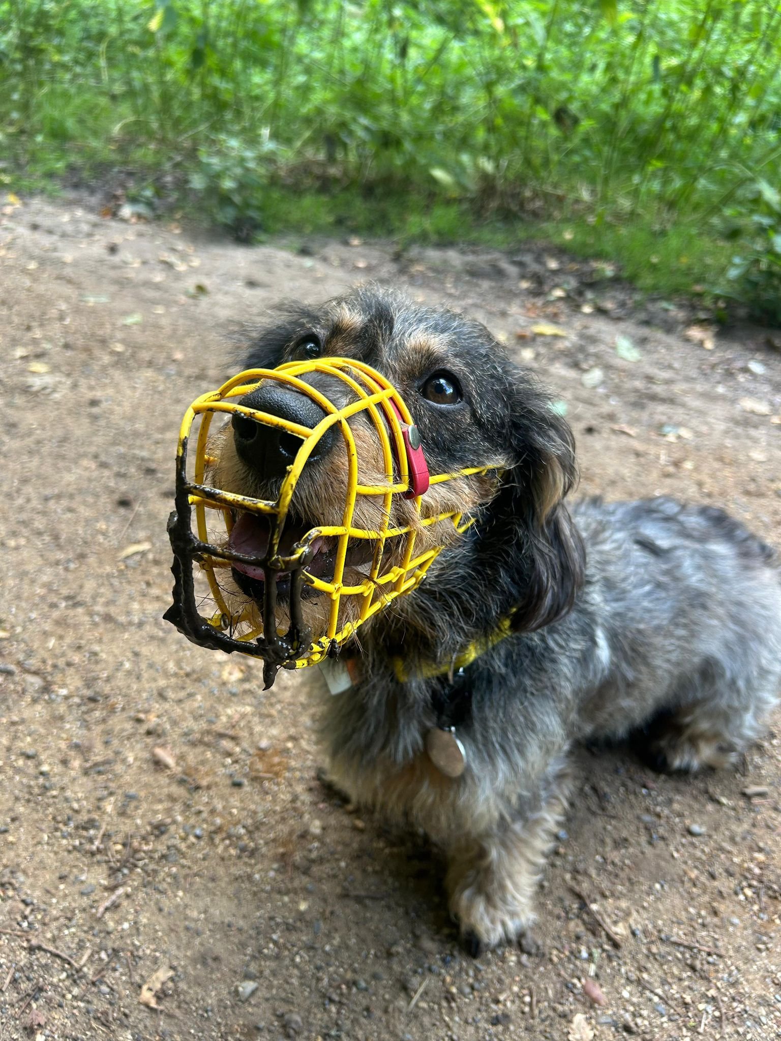 A small dog with long fur and dark eyes wearing a yellow basket muzzle on its face, standing outdoors on a dirt path with green foliage in the background.