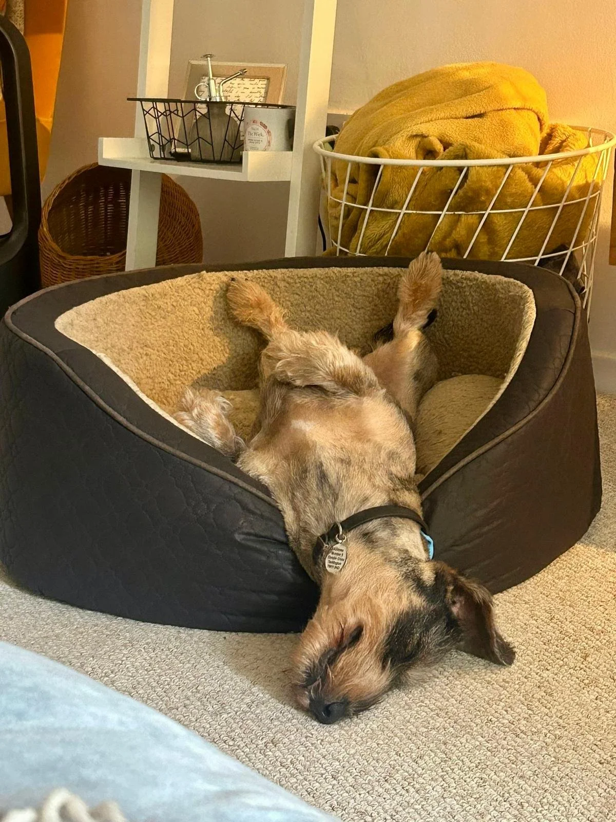 A sleeping dog lying on its back in a round pet bed with a beige interior and black exterior, on a beige carpet. In the background, there is a wire basket with a yellow blanket and a white shelf with decorative items.