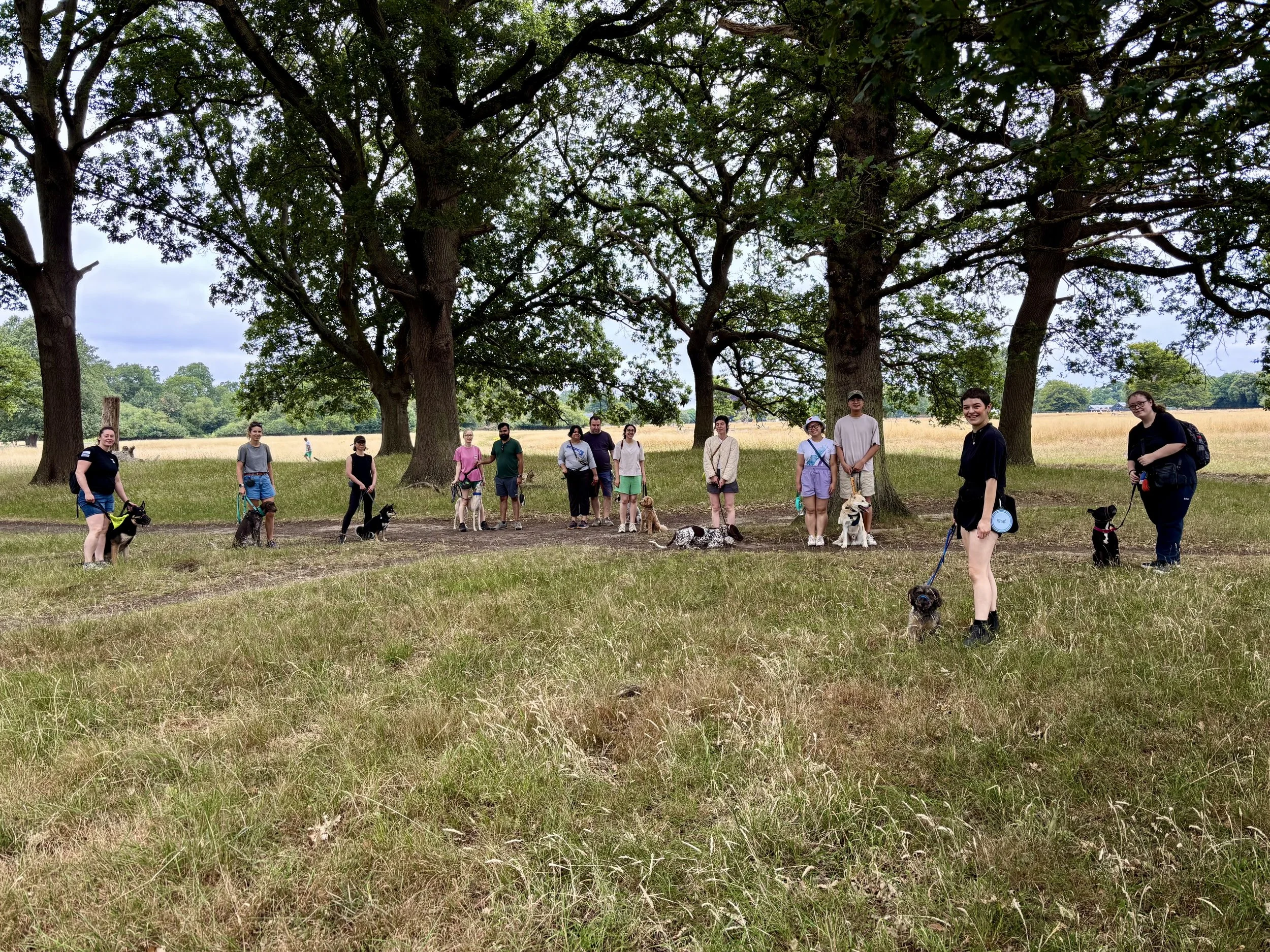 A group of people and their dogs standing in a line under large trees in a grassy park.