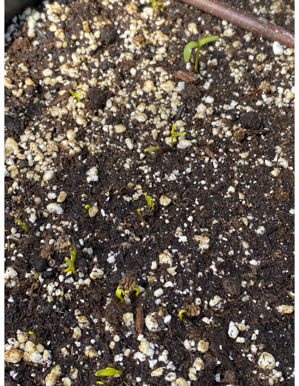 germination
