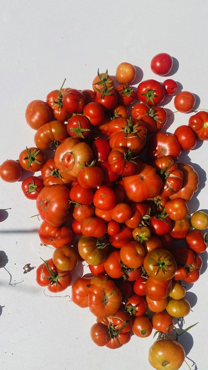 tomatoes