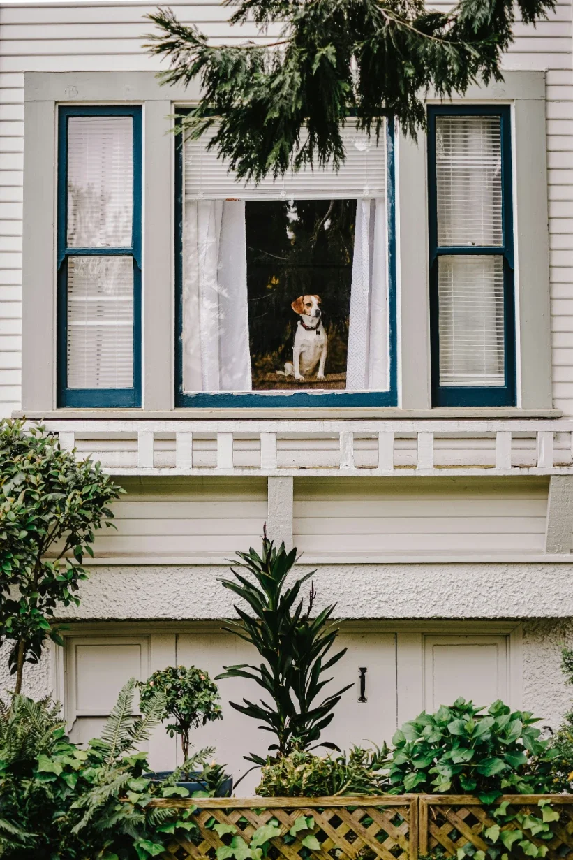 How to Create a Pet-Friendly Home That Keeps Dogs Comfortable in Every Season