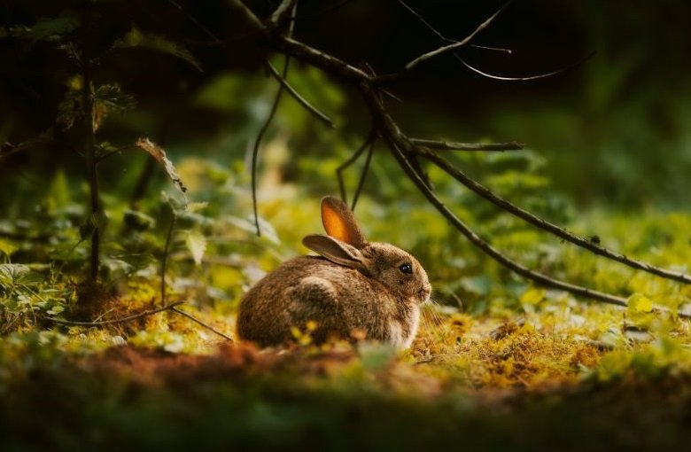 How Long Can You Leave a Pet Rabbit Alone?