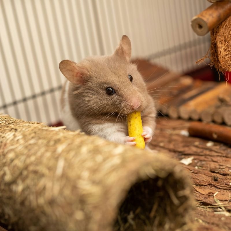 How Long Does a Hamster Live? Lifespan Facts