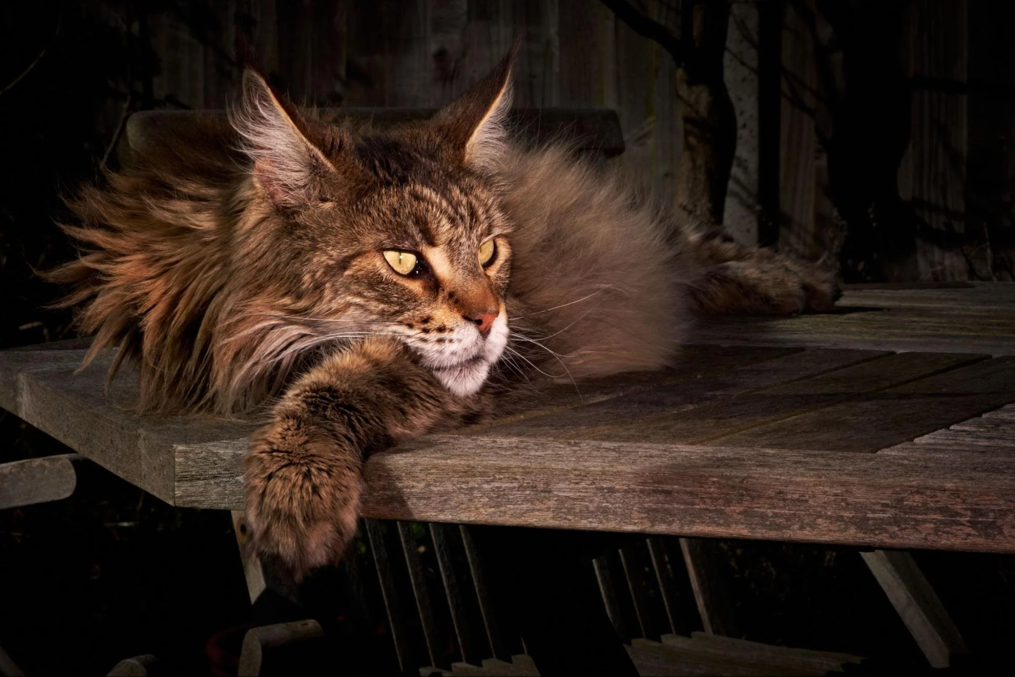 Maine Coon vs. Norwegian Forest Cat: Which Gentle Giant Is Right for You?