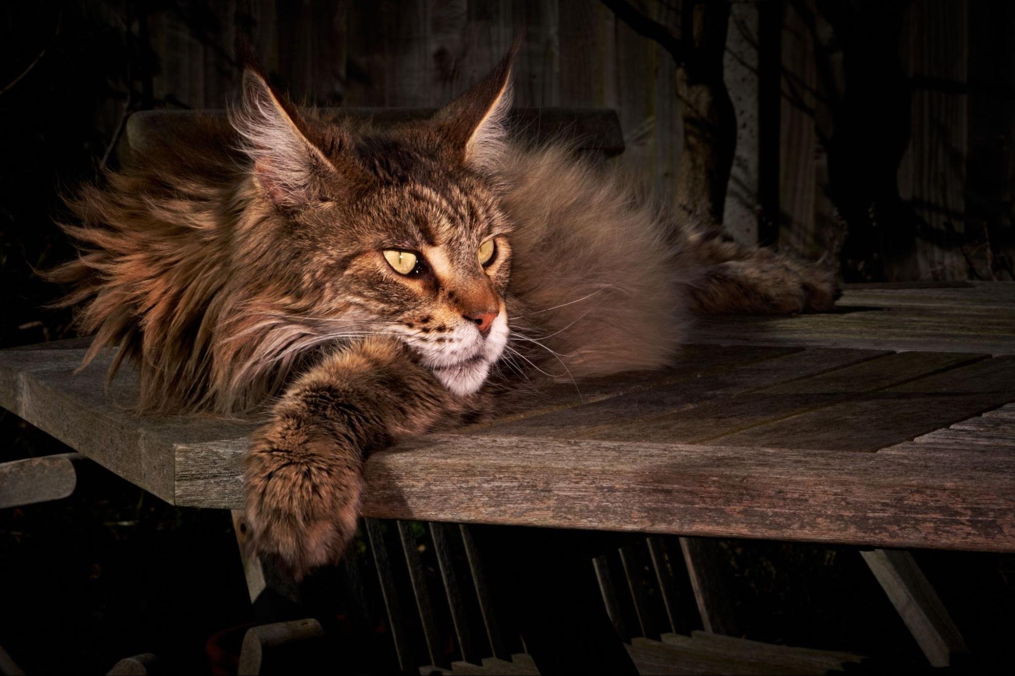 Maine Coon vs. Norwegian Forest Cat: Which Gentle Giant Is Right for You?