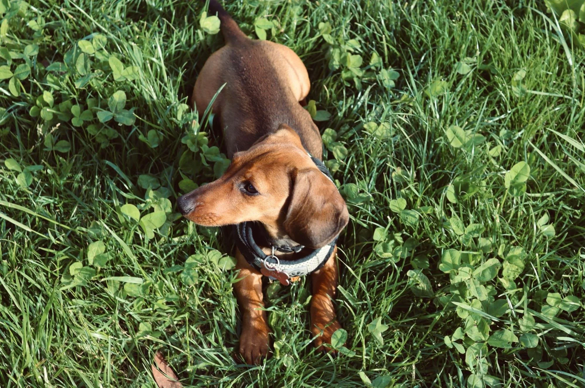 How to Prevent Back Problems in Dachshunds