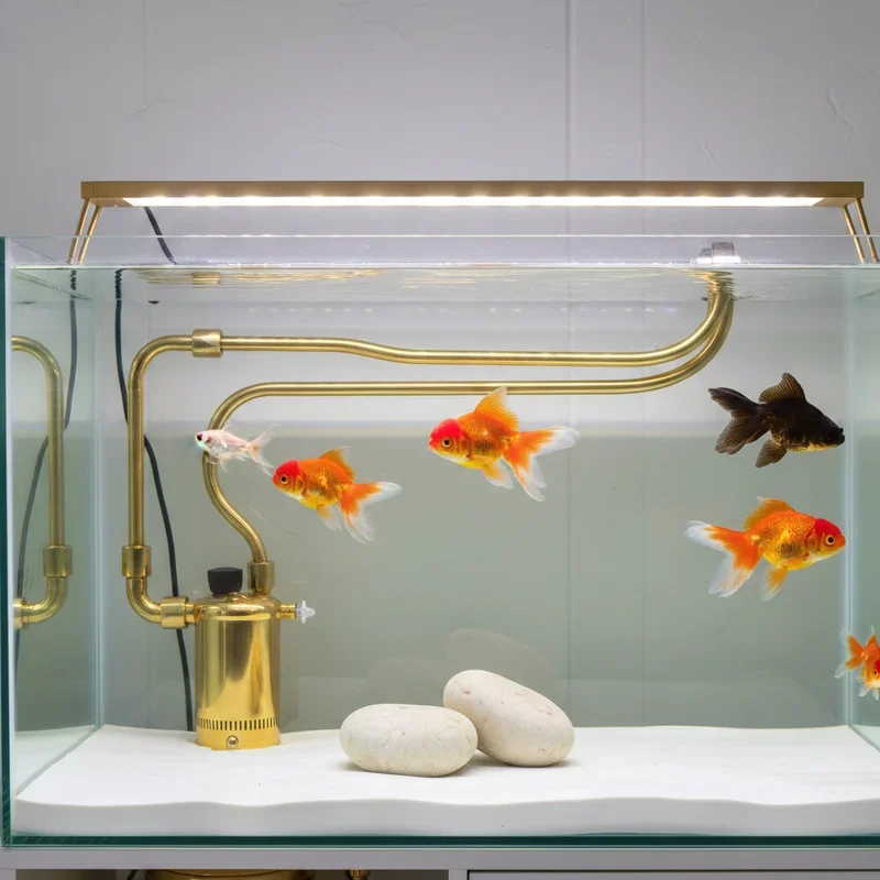Fancy Goldfish Tank Ideas