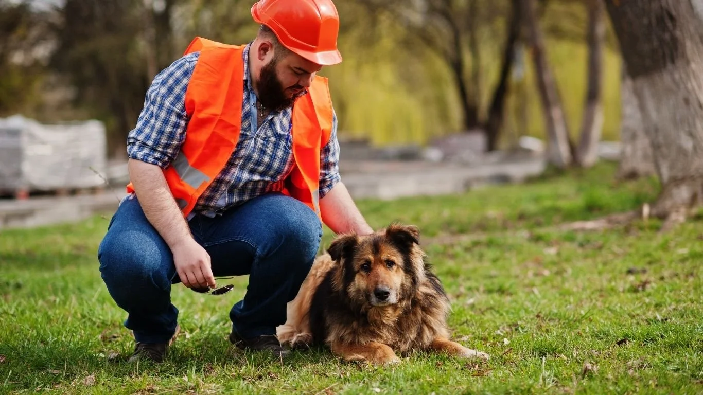 How to Keep Dogs and Cats Safe During a Home Renovation