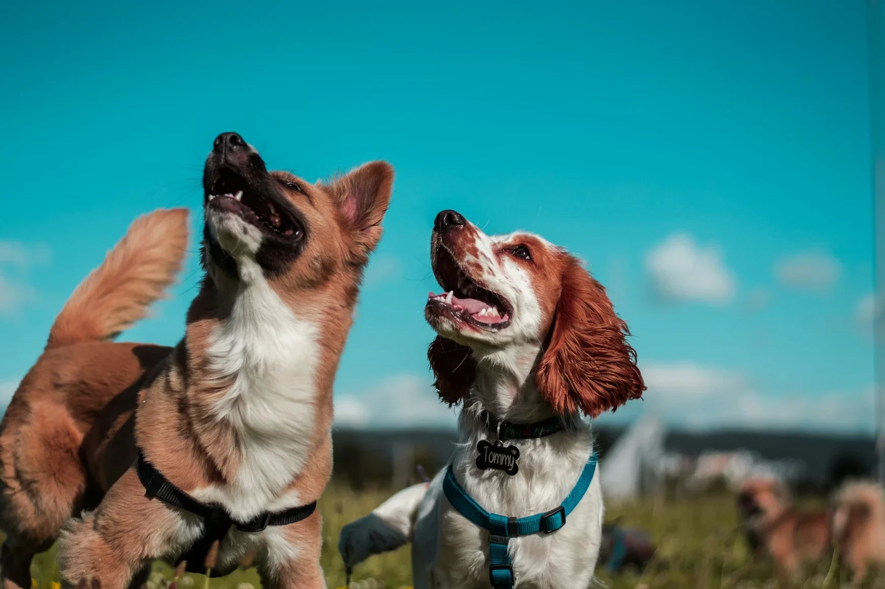 Dog Breeds Most Prone to Hip Dysplasia and What Increases Their Risk