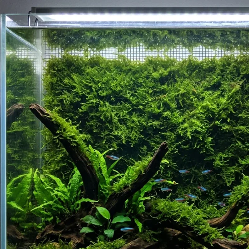40 Gallon Fish Tank Ideas