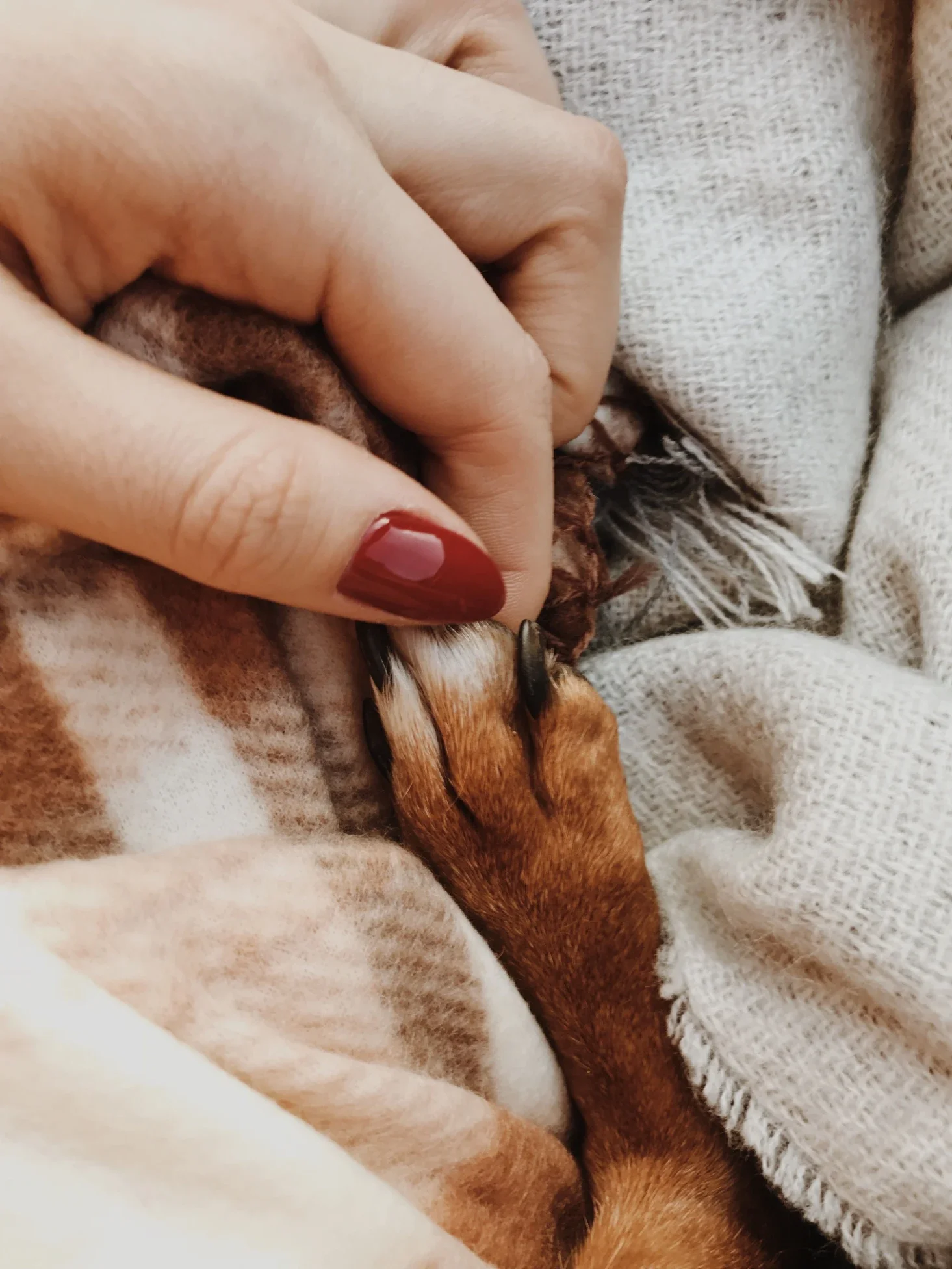 Custom Pet Keepsakes That Tell a Story
