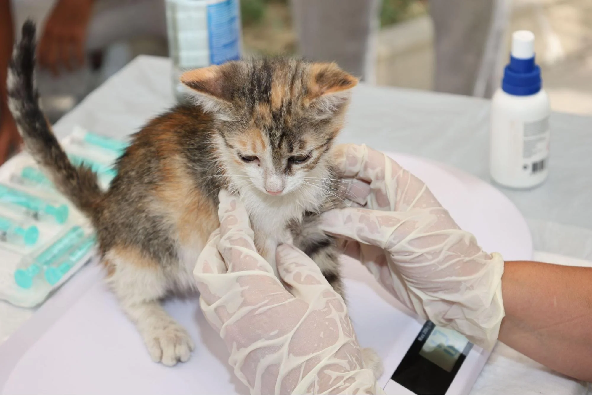 Best Urgent Veterinary Care for Cats This Summer