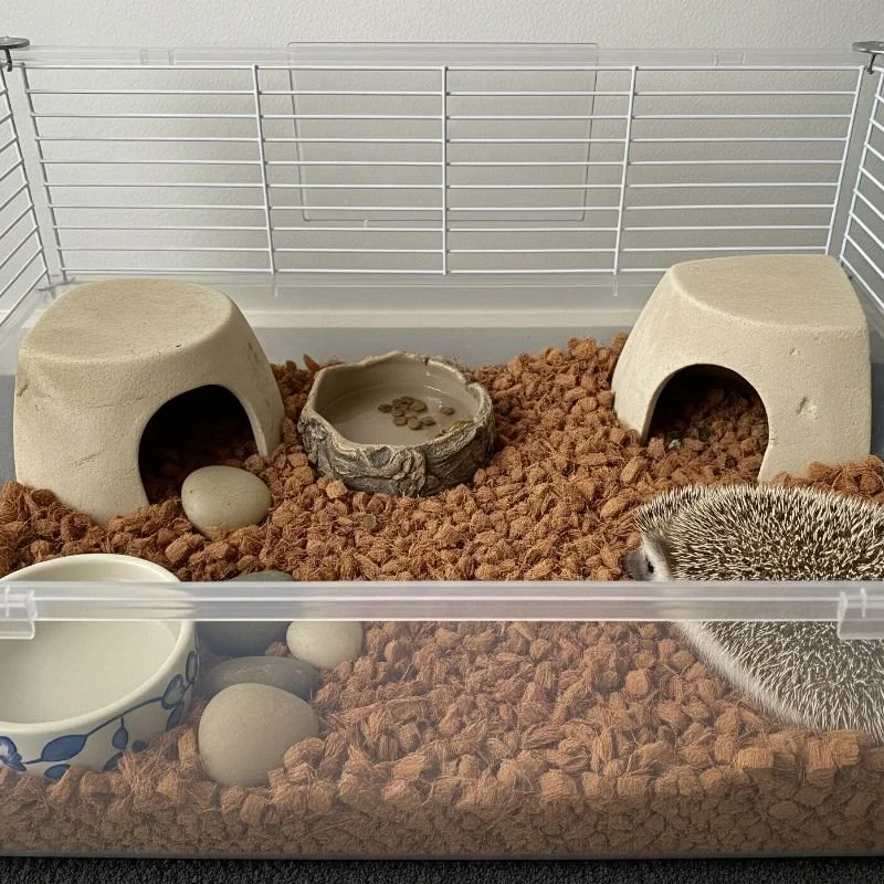 15 Hedgehog Cage Ideas for a Cozy and Happy Pet