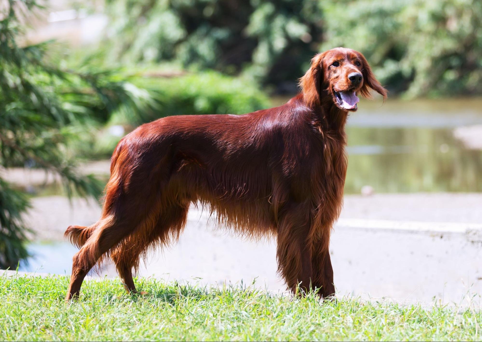 What Are The Tallest Dog Breeds In The World?