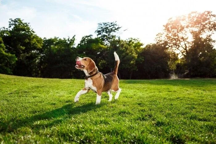 Taste of the Wild: Premium Quality for Your Special Pet