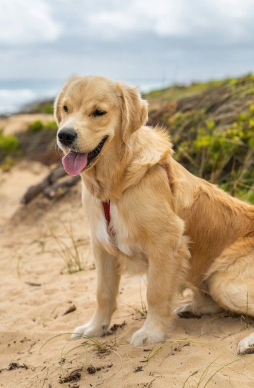 Can Refried Beans Kill a Dog? Vet Advice
