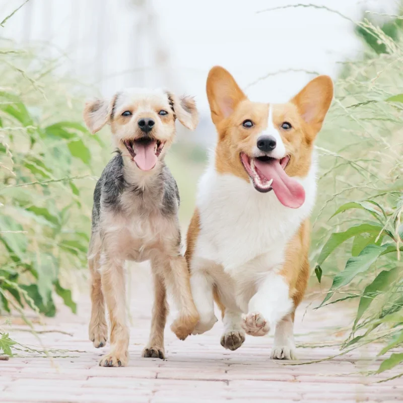 Why Is My Dog Limping? Common Causes and What to Do