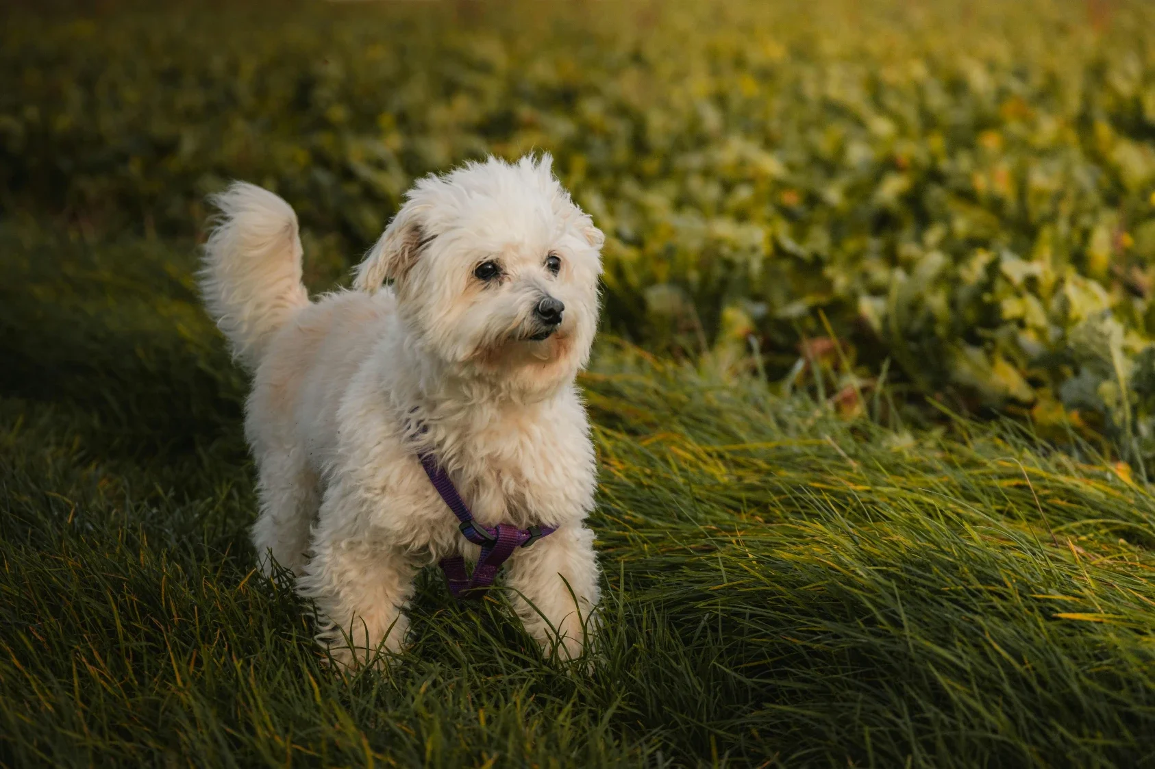 What Ingredients Should You Look for When Choosing Freeze-Dried Dog Treats?