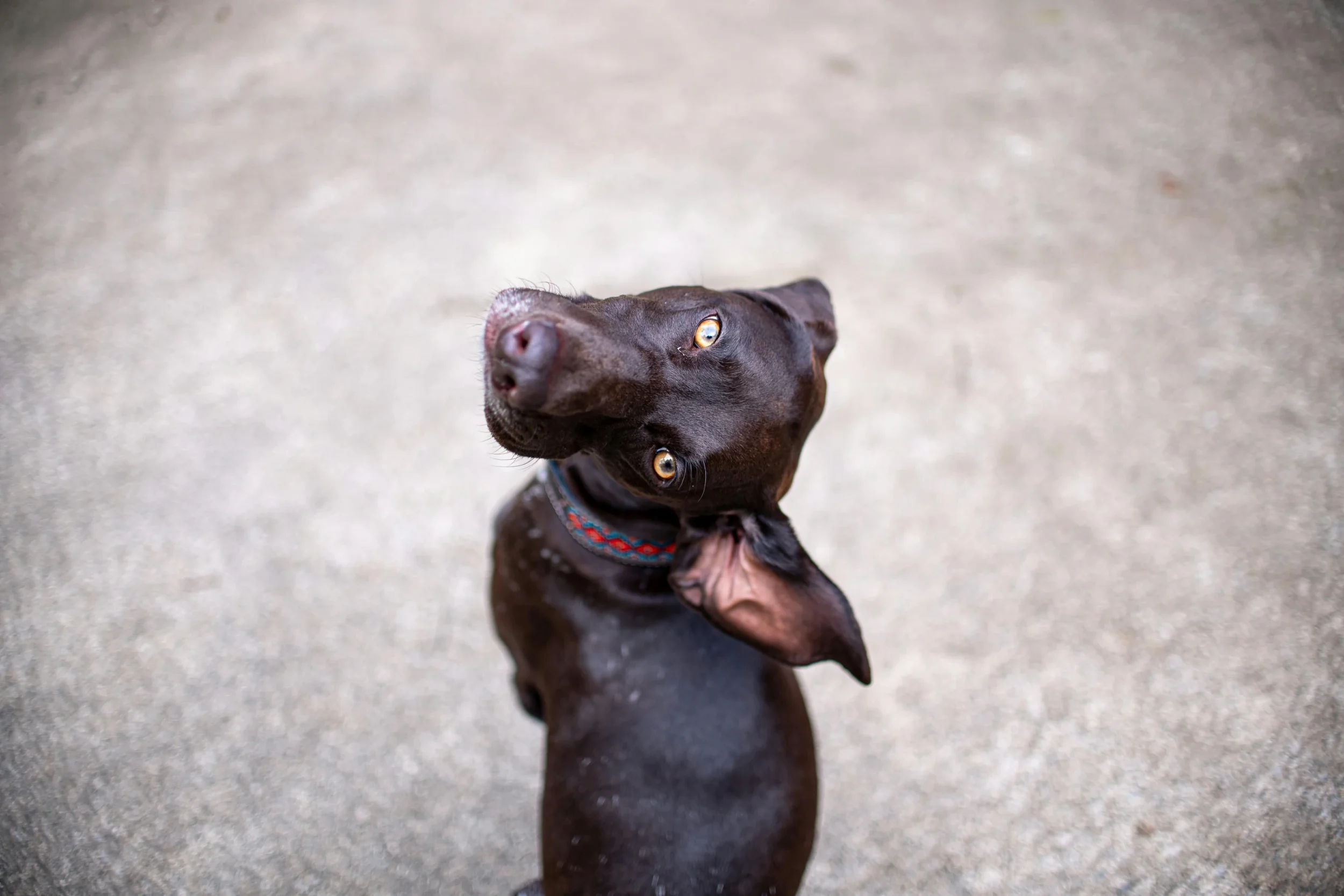 From Zoomies to Staring: Understanding Strange Dog Behaviors