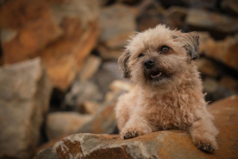 Can You Use Human Conditioner on Dogs?