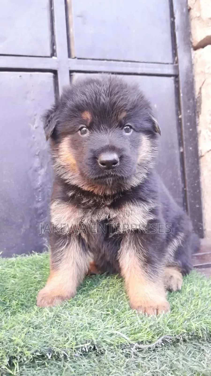 German Shepherd Guide: Temperament, Care and How to Choose a Healthy Puppy