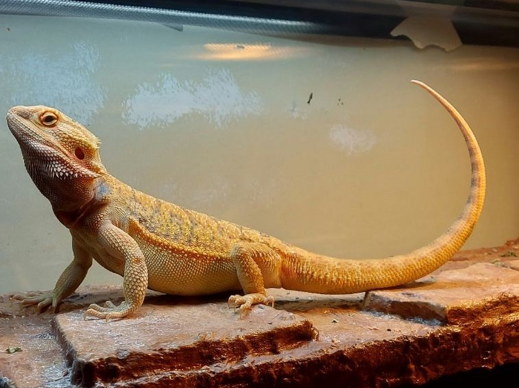 How Long Can a Bearded Dragon Go Without Eating?