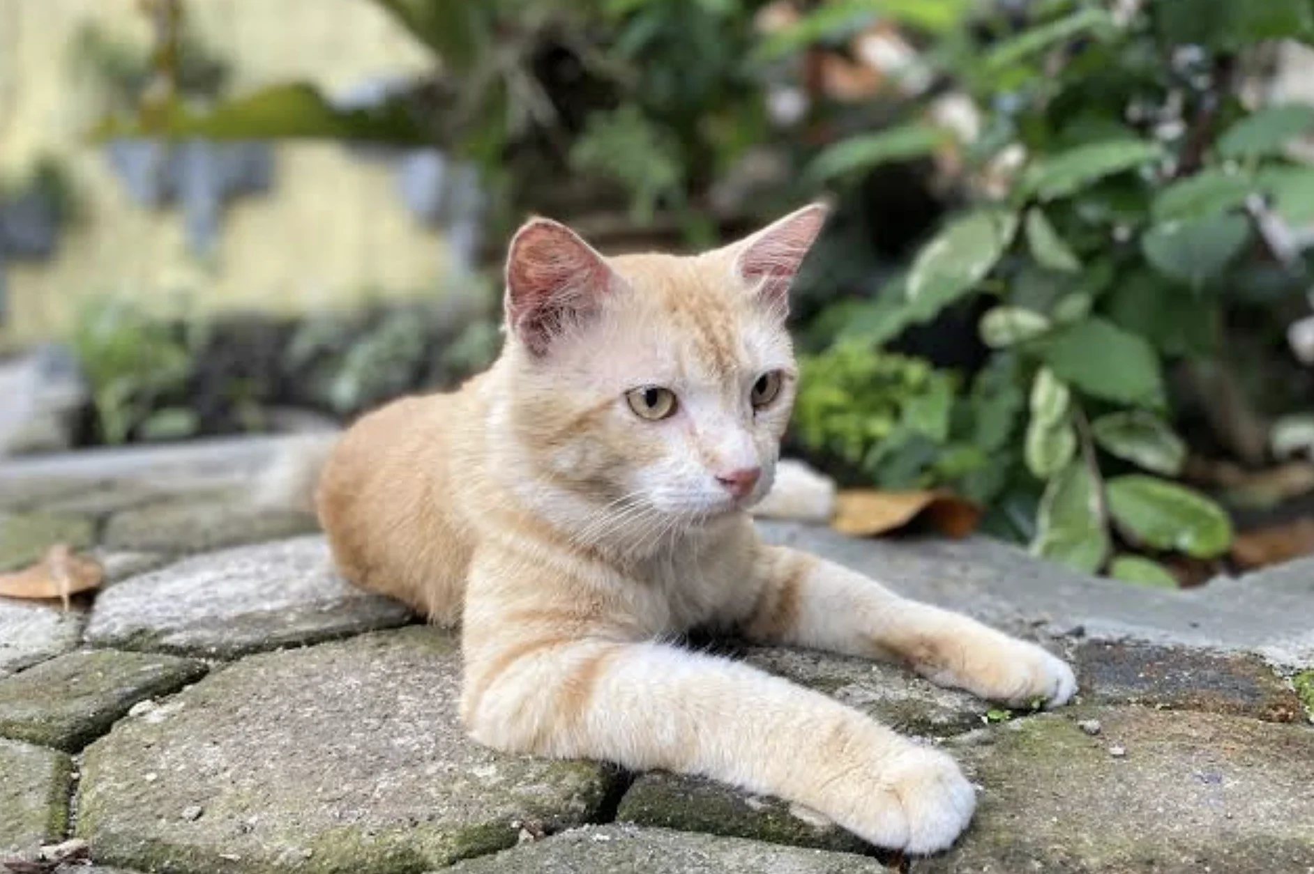 Pet-Friendly Pest Control and What to Ask Before the Technician Arrives