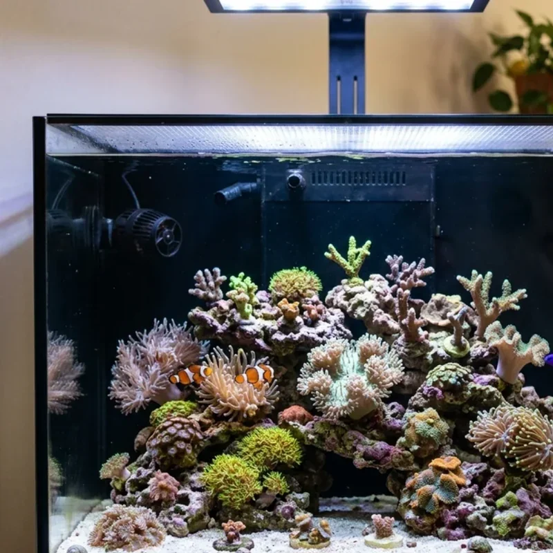 40 Gallon Fish Tank Ideas