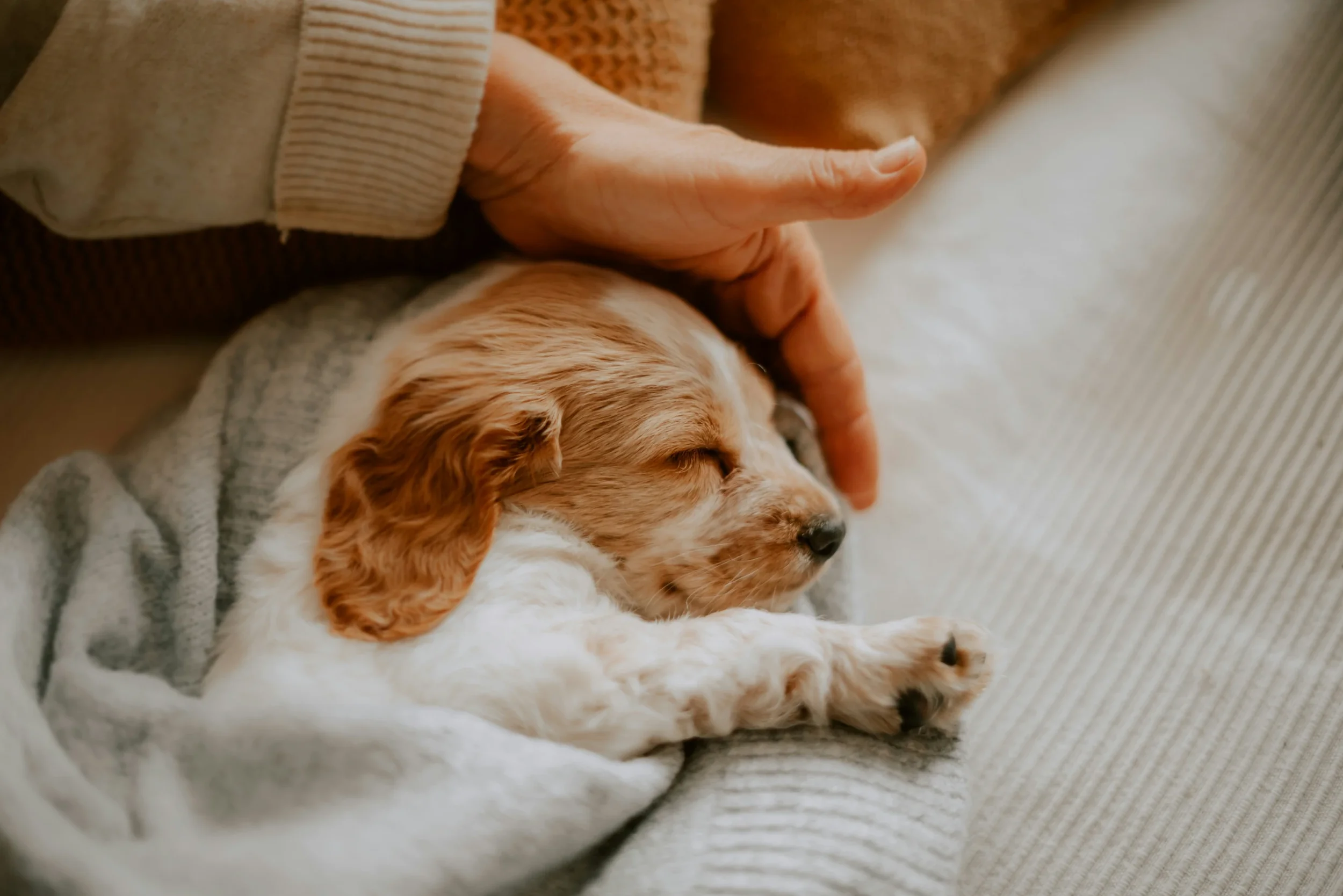 How Carpet Beetles Can Affect Pet Areas, Fabrics, and Stored Materials