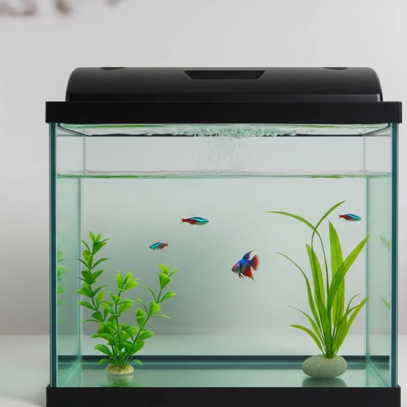 15 Small Fish Tank Ideas That Are Easy to Maintain