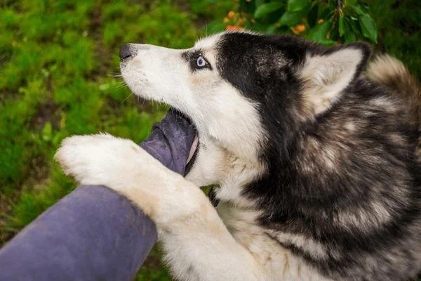 Dog Bite Injury Claims Explained for Beginners