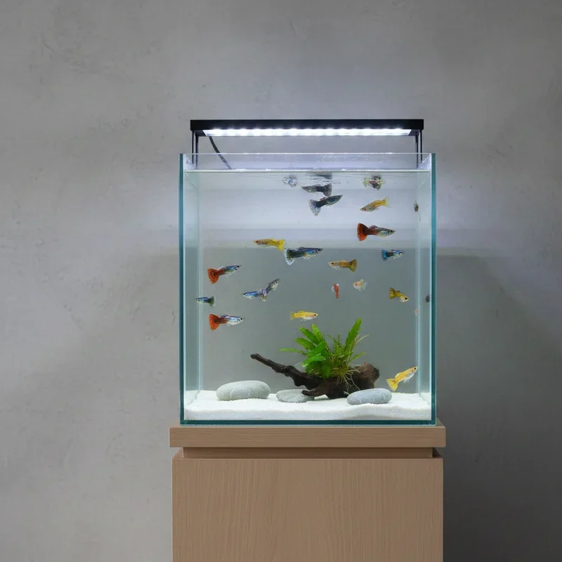 Guppy Tank Ideas