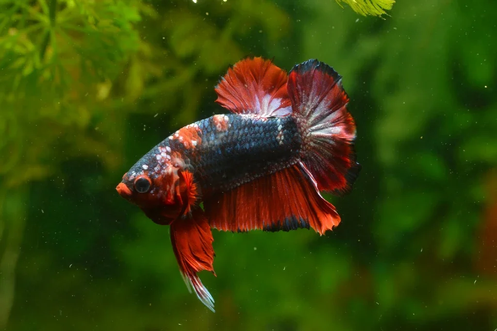 How Long Can a Betta Fish Go Without Eating?