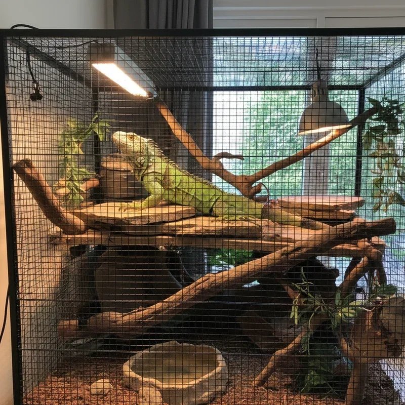 Iguana Cage Ideas