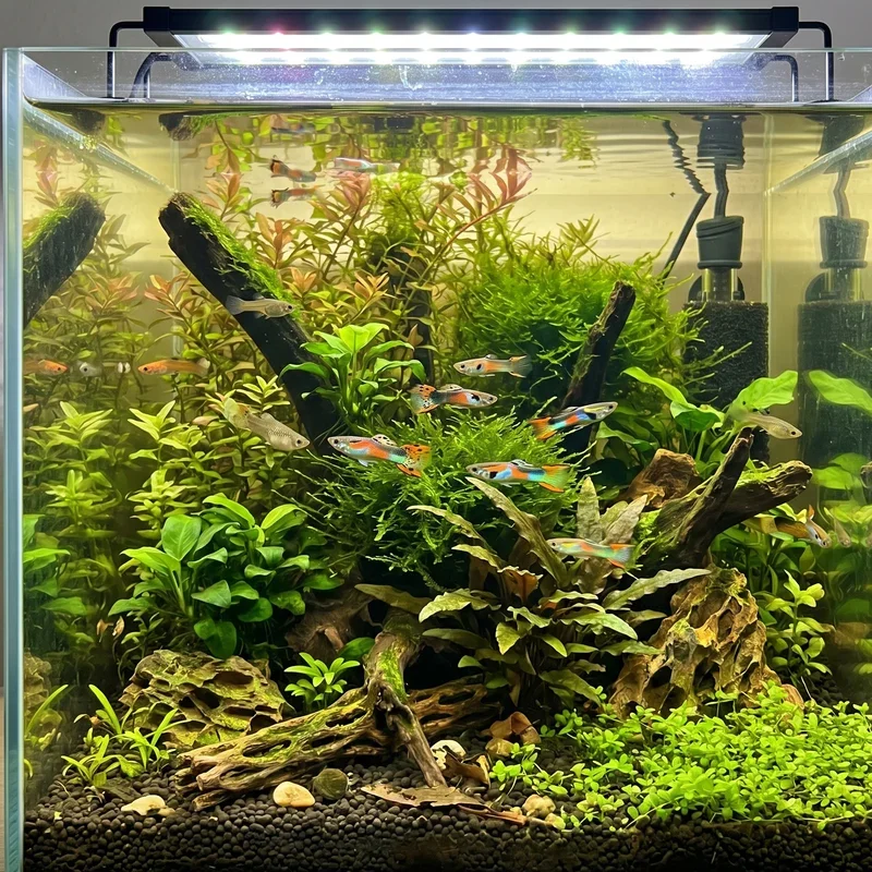 20 Gallon Fish Tank Stocking Ideas
