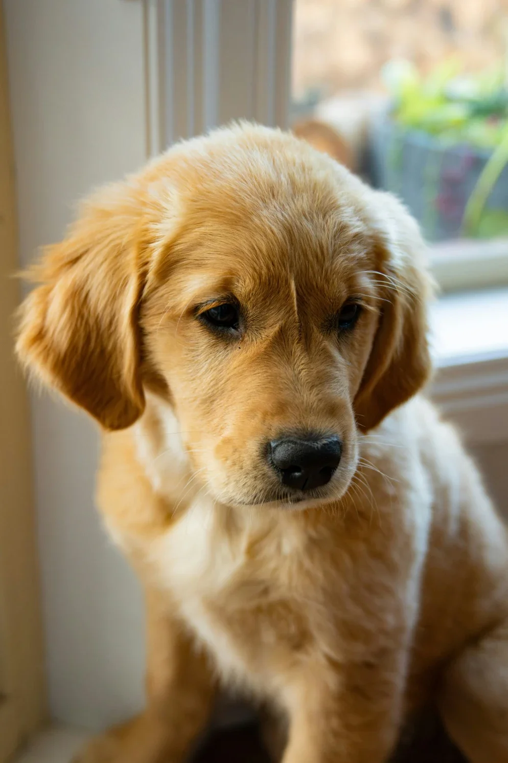 How Port St. Lucie Pet Owners Can Prevent Fleas and Ticks From Moving Indoors