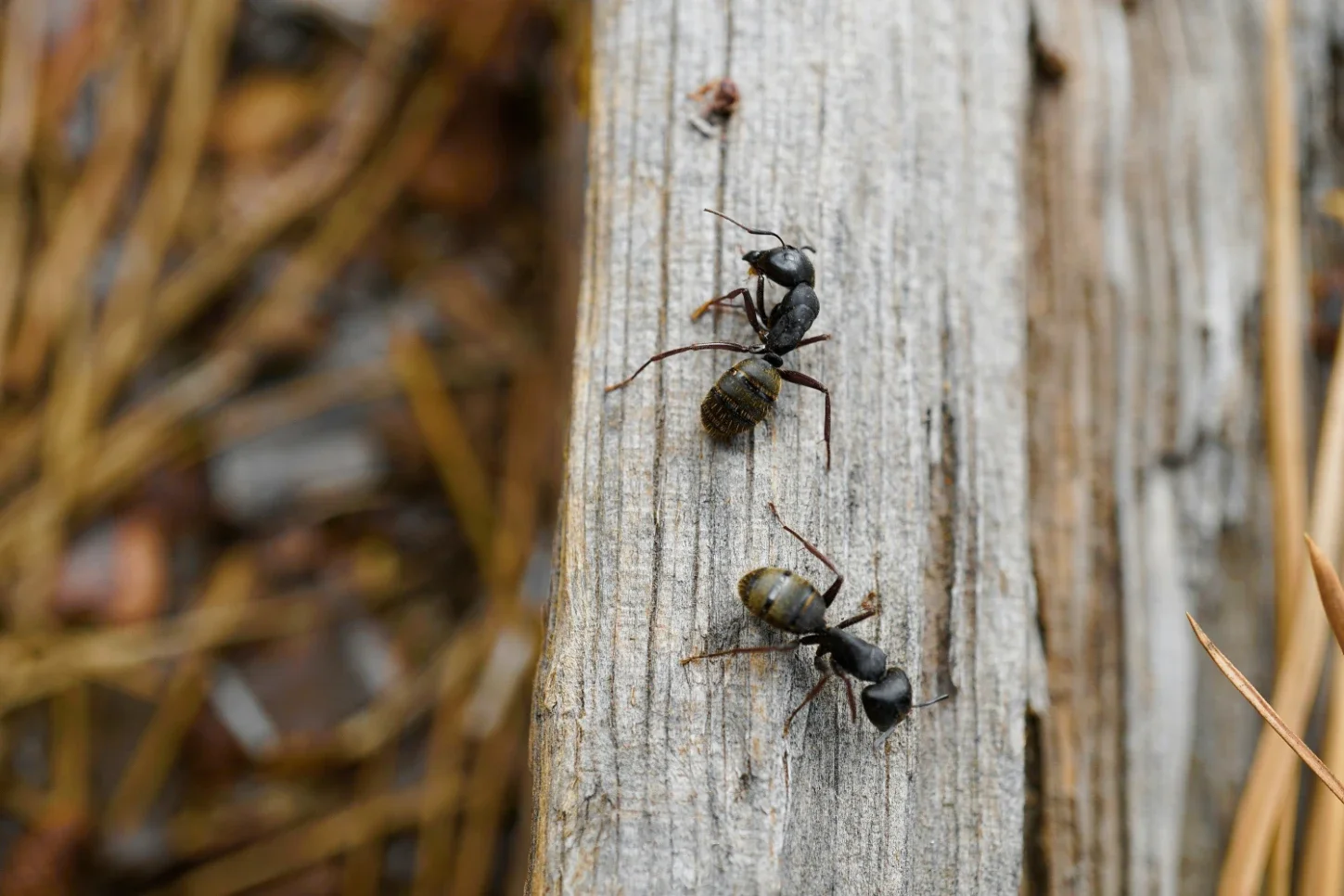 Why Ants Sometimes Invade Cars and How Property Conditions Contribute